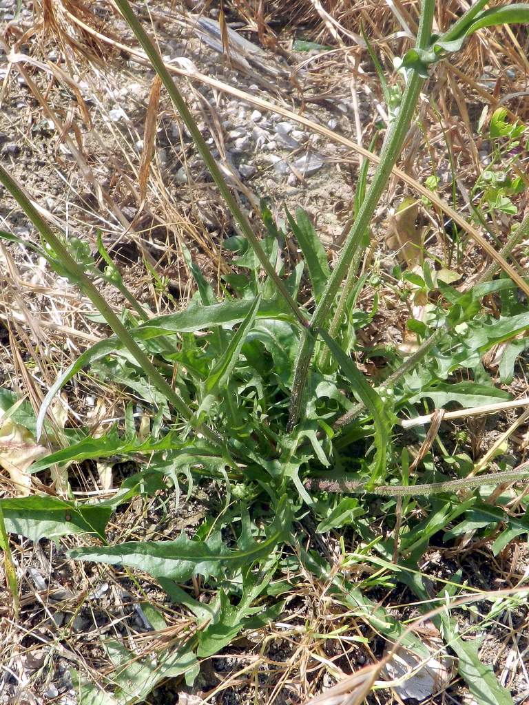 Crepis capillaris / Radicchiella capillare